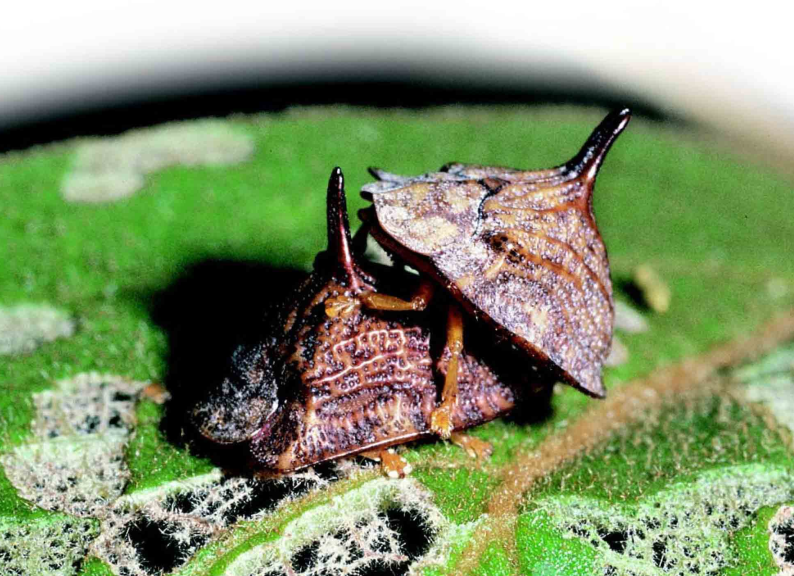 「昆虫百科」甲虫