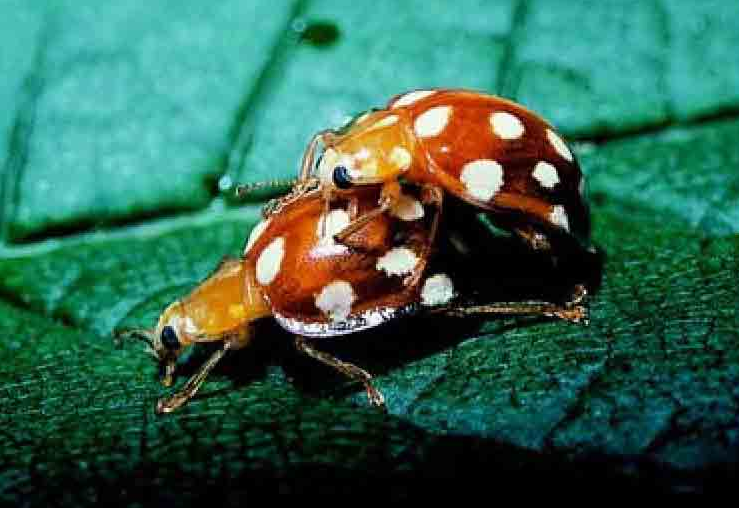 「昆虫百科」甲虫