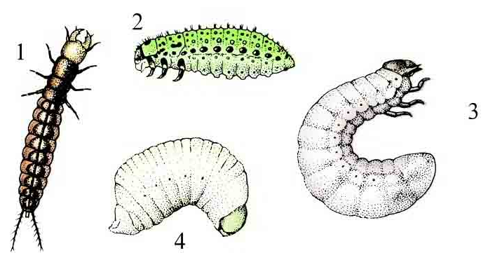 「昆虫百科」甲虫