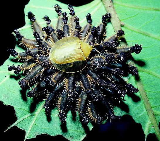 「昆虫百科」甲虫