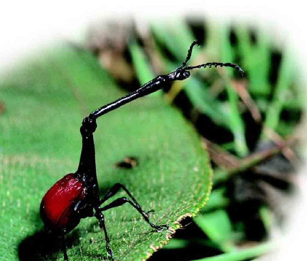 「昆虫百科」甲虫