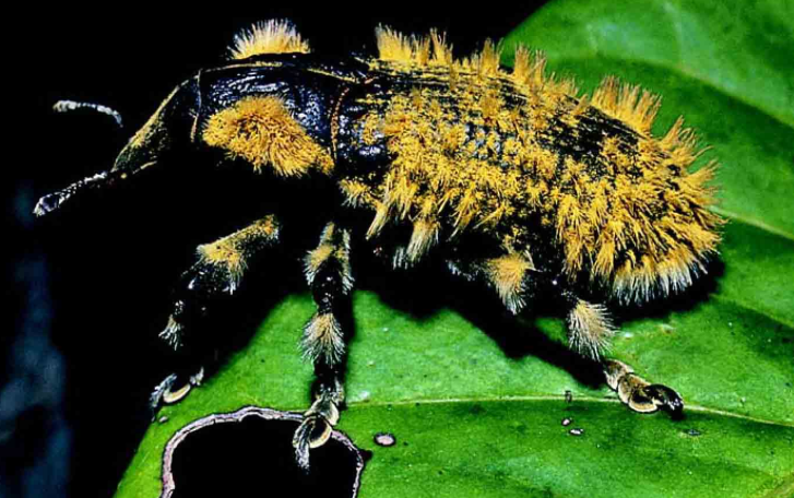 「昆虫百科」甲虫