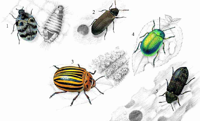 「昆虫百科」甲虫