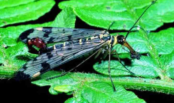 「昆虫百科」蝎蛉