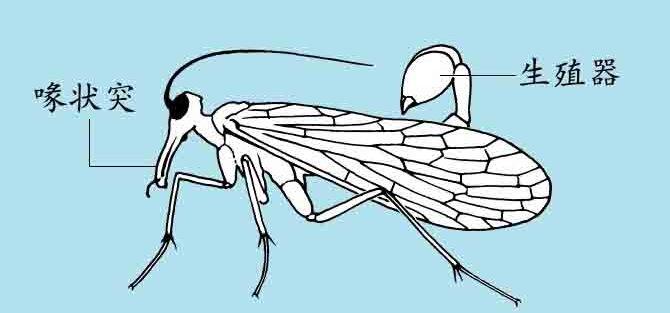 「昆虫百科」蝎蛉