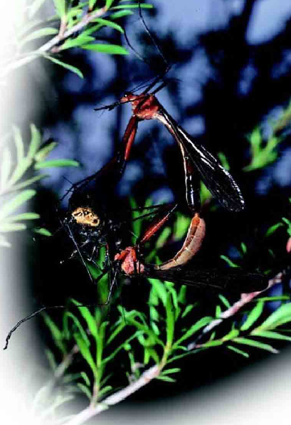 「昆虫百科」蝎蛉