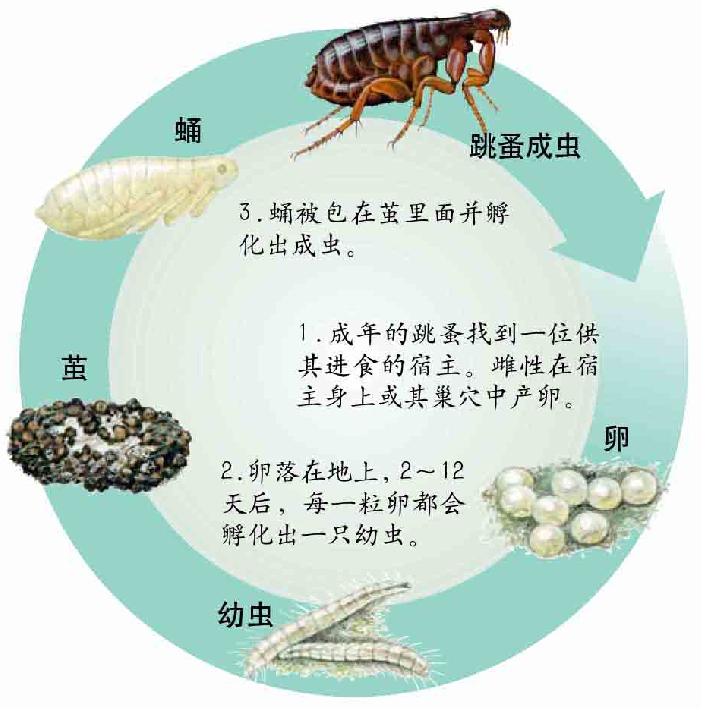 「昆虫百科」跳蚤