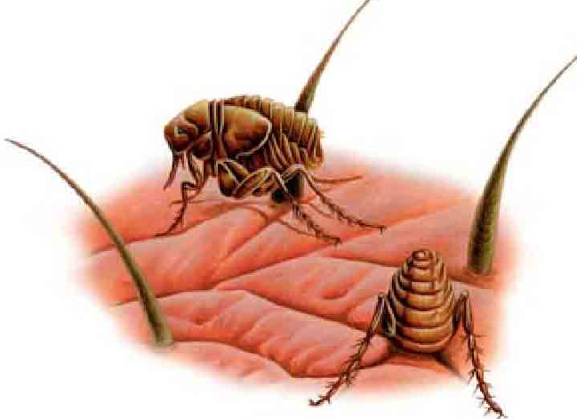 「昆虫百科」跳蚤