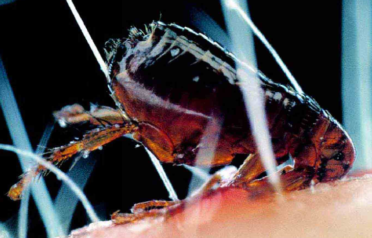 「昆虫百科」跳蚤