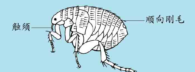 「昆虫百科」跳蚤