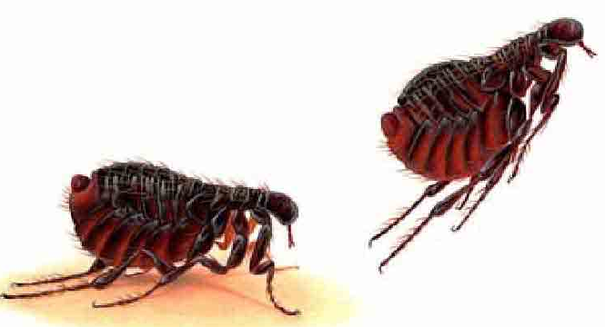 「昆虫百科」跳蚤