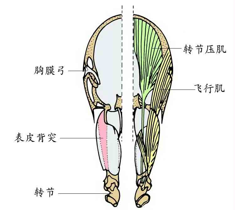 「昆虫百科」跳蚤