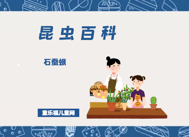 「昆虫百科」石蚕蛾