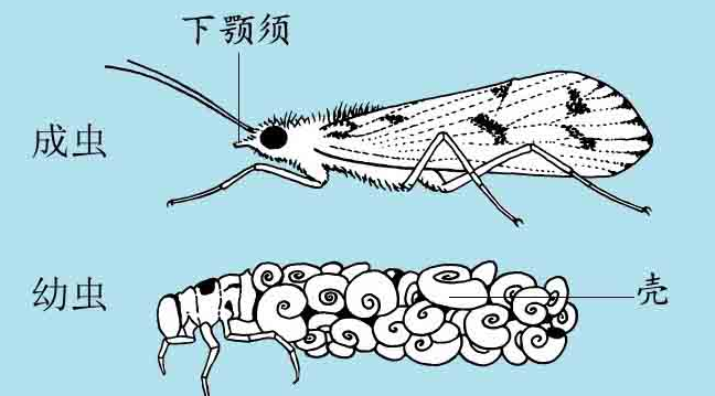 「昆虫百科」石蚕蛾