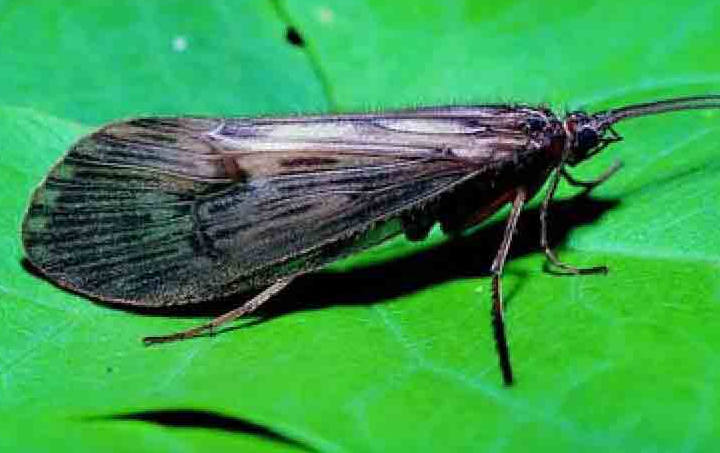 「昆虫百科」石蚕蛾