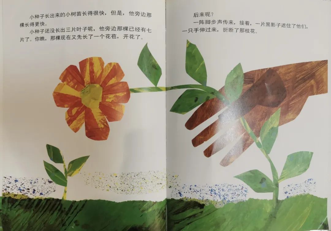 儿童生命教育绘本故事《小种子》插图11 儿童生命教育绘本故事《小种子》