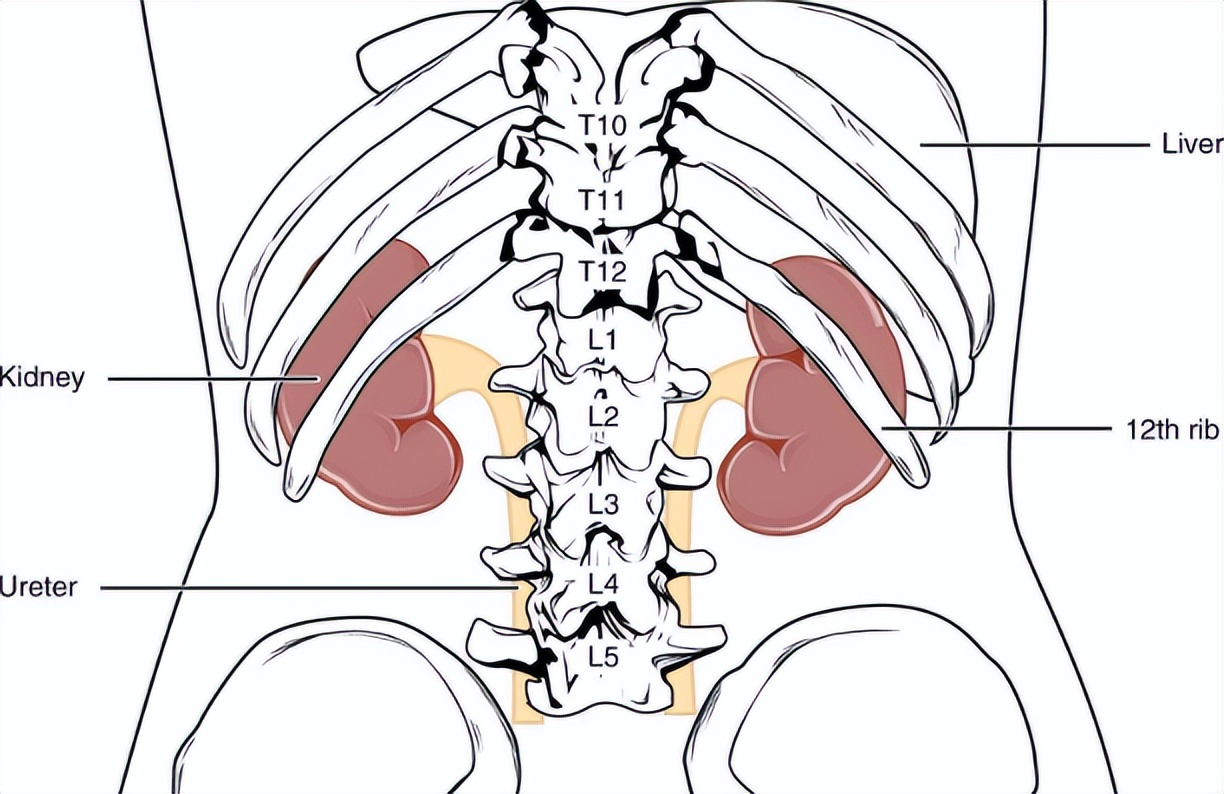 肾盂怎么读？肾盂的读音和意思