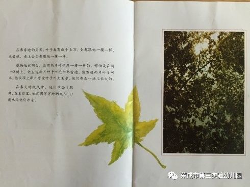 生命教育绘本故事《一片叶子落下来》