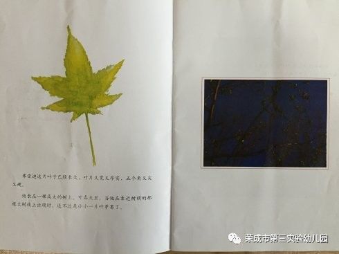 生命教育绘本故事《一片叶子落下来》