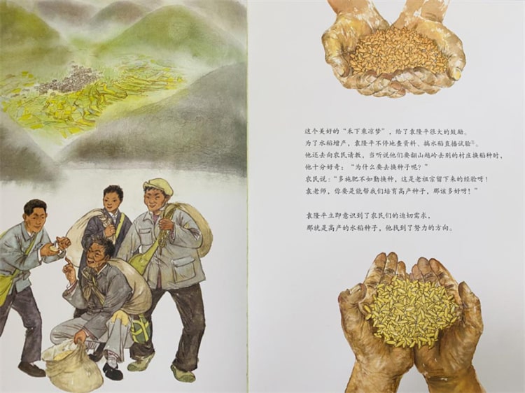 袁隆平的故事《一粒种子改变世界绘本》插图7 袁隆平的故事《一粒种子改变世界绘本》