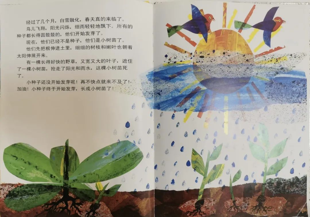 儿童生命教育绘本故事《小种子》插图9 儿童生命教育绘本故事《小种子》