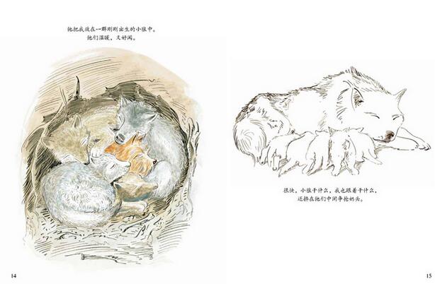 《红狼》绘本故事