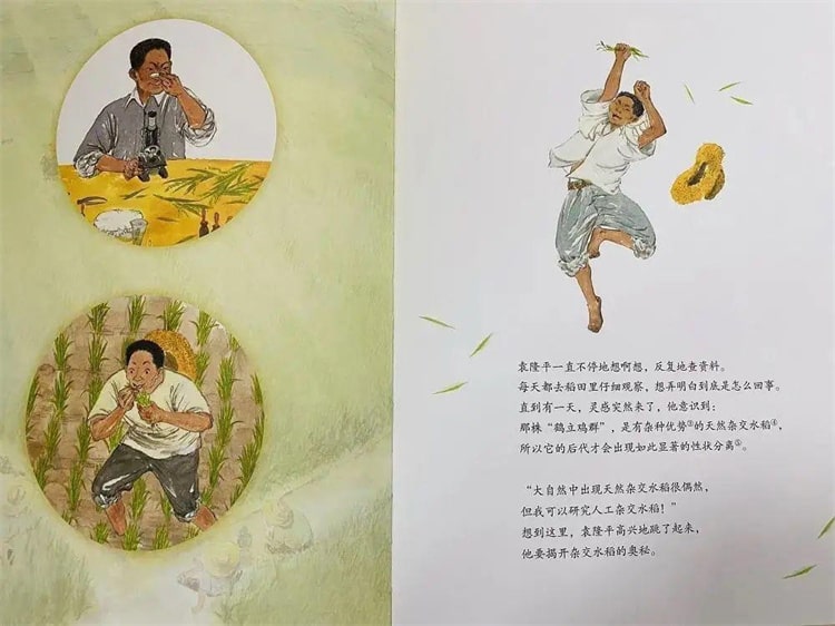 袁隆平的故事《一粒种子改变世界绘本》插图11 袁隆平的故事《一粒种子改变世界绘本》