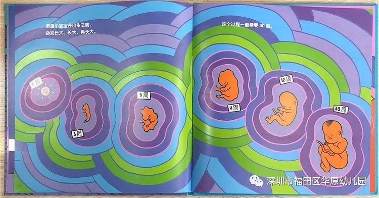 儿童性教育启蒙绘本《我从哪里来》插图13 儿童性教育启蒙绘本《我从哪里来》