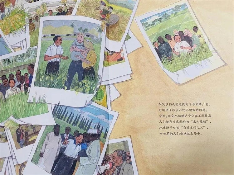 袁隆平的故事《一粒种子改变世界绘本》插图15 袁隆平的故事《一粒种子改变世界绘本》