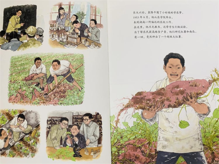 袁隆平的故事《一粒种子改变世界绘本》插图4 袁隆平的故事《一粒种子改变世界绘本》