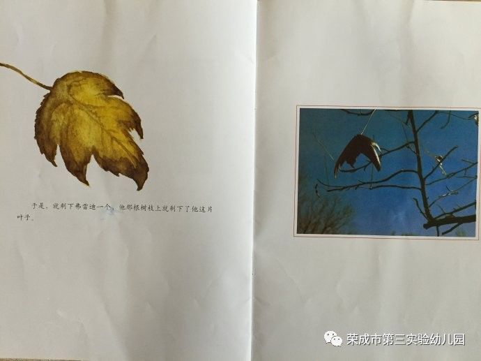 生命教育绘本故事《一片叶子落下来》