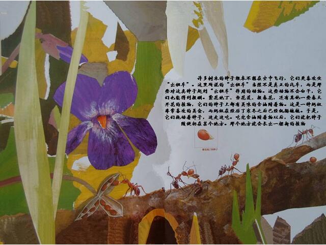 绘本故事《一粒种子的旅行》神奇的大自然