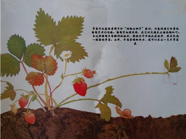 绘本故事《一粒种子的旅行》神奇的大自然