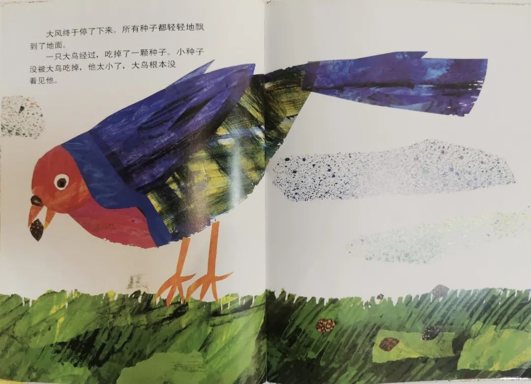 儿童生命教育绘本故事《小种子》插图7 儿童生命教育绘本故事《小种子》