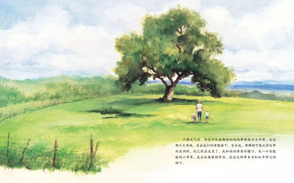 儿童绘本故事《艾莉丝的树》插图2 儿童绘本故事《艾莉丝的树》