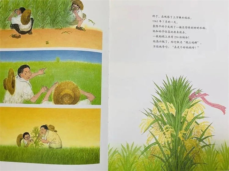 袁隆平的故事《一粒种子改变世界绘本》插图9 袁隆平的故事《一粒种子改变世界绘本》