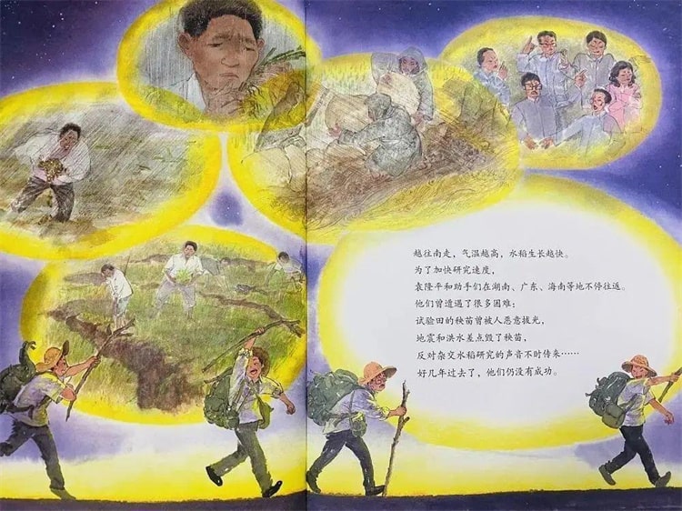 袁隆平的故事《一粒种子改变世界绘本》插图13 袁隆平的故事《一粒种子改变世界绘本》