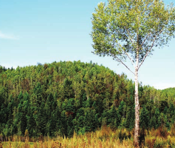 「世界国家地理百科」小兴安岭森林插图4 「世界国家地理百科」小兴安岭森林