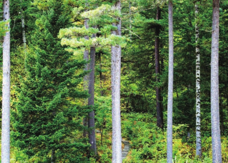 「世界国家地理百科」小兴安岭森林插图5 「世界国家地理百科」小兴安岭森林