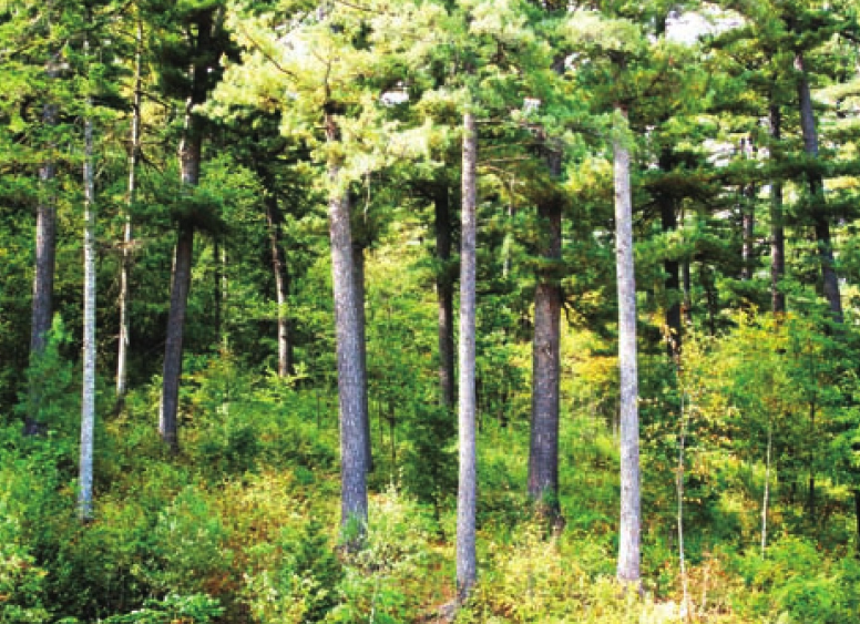 「世界国家地理百科」小兴安岭森林插图6 「世界国家地理百科」小兴安岭森林