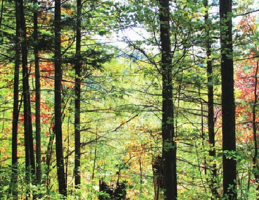 「世界国家地理百科」小兴安岭森林插图7 「世界国家地理百科」小兴安岭森林