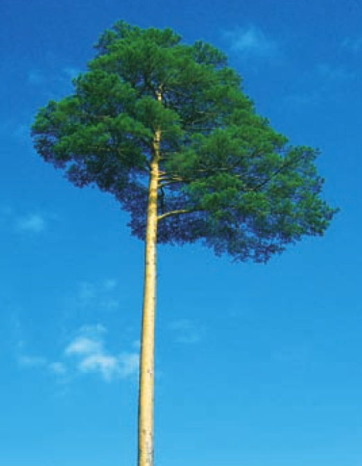 「世界国家地理百科」长白山原始森林插图3 「世界国家地理百科」长白山原始森林