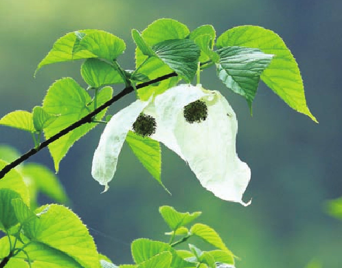 「世界国家地理百科」神农架原始森林插图5 「世界国家地理百科」神农架原始森林