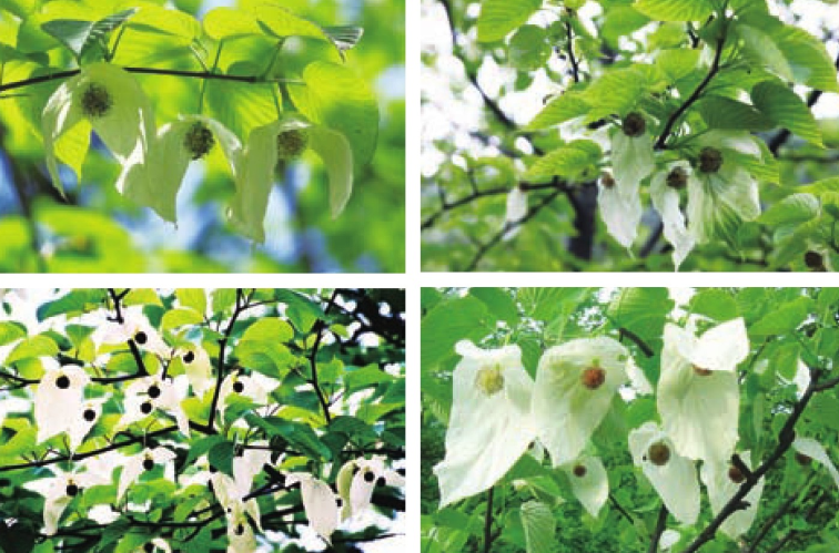 「世界国家地理百科」神农架原始森林插图6 「世界国家地理百科」神农架原始森林