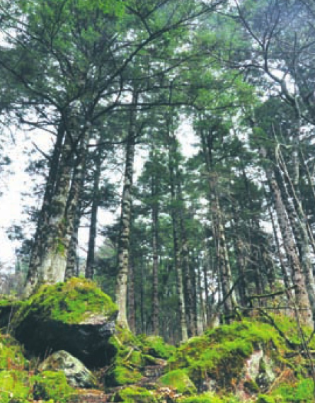 「世界国家地理百科」神农架原始森林插图8 「世界国家地理百科」神农架原始森林