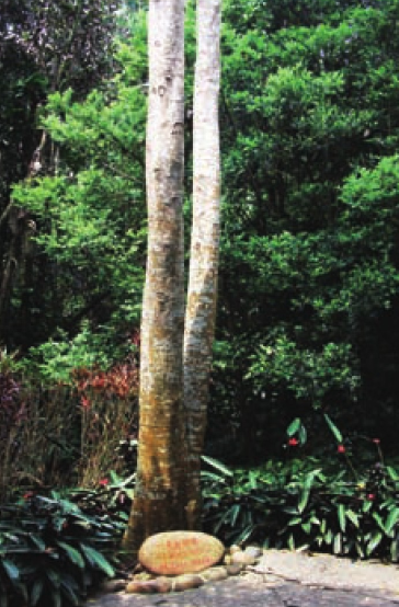 「世界国家地理百科」西双版纳热带雨林插图1 「世界国家地理百科」西双版纳热带雨林