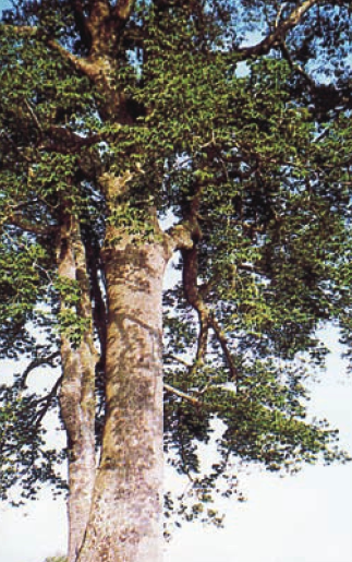 「世界国家地理百科」西双版纳热带雨林插图4 「世界国家地理百科」西双版纳热带雨林