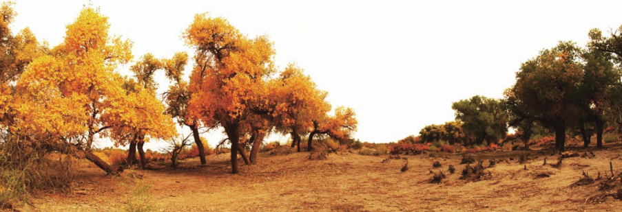 「世界国家地理百科」荒漠戈壁森林插图7 「世界国家地理百科」荒漠戈壁森林