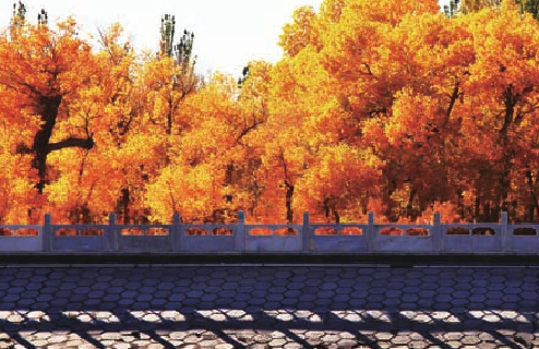 「世界国家地理百科」荒漠戈壁森林插图9 「世界国家地理百科」荒漠戈壁森林