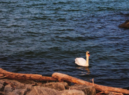 「世界国家地理百科」闪光的湖—安大略湖插图3 「世界国家地理百科」闪光的湖—安大略湖